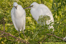 snowy egrets